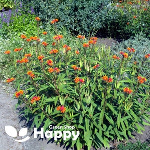 MEXICAN BUTTERFLY WEED Red 40 seeds Asclepias curassavica Perennial flower image 3