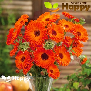 Puede incluir: Un ramo de flores de caléndula de color naranja brillante en un jarrón de vidrio transparente. Las flores están dispuestas en un estilo suelto y natural. El jarrón está sobre una mesa con un fondo verde.