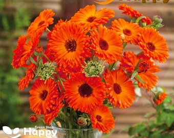 Caléndula de maceta Geisha Girl - 150 semillas - Calendula Officinalis - Flor