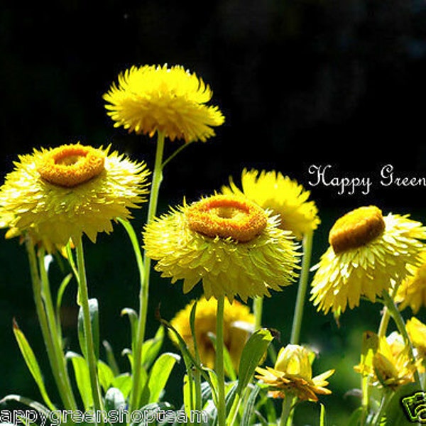 STRAWFLOWER Yellow - Helichrysum bracteatum - 900 seeds - EVERLASTING FLOWER