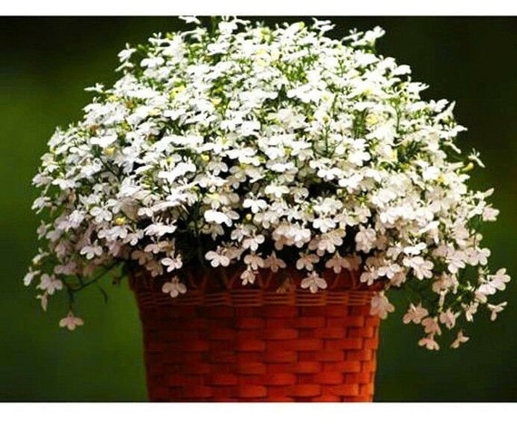 planter boxes that hang on railings Chic Railing Planter Box Set w/ Self-Watering & Stackable