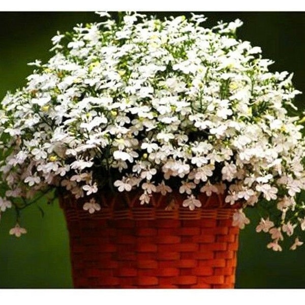 7000 seeds - LOBELIA WHITE - Trailing - Cascade series - Lobelia pendula - hanging basket flower