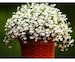 7000 seeds - LOBELIA WHITE - Trailing - Cascade series - Lobelia pendula - hanging basket flower