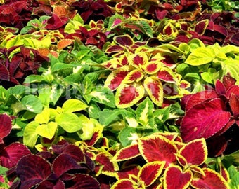 300 SEEDS - COLEUS 'Rainbow mix' - annual plant - exotic seeds