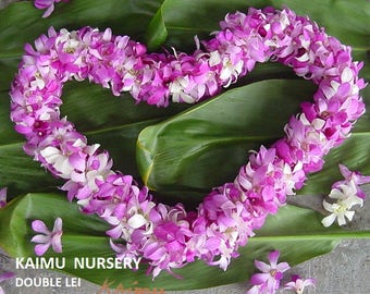 HAWAII ORCHID LEI