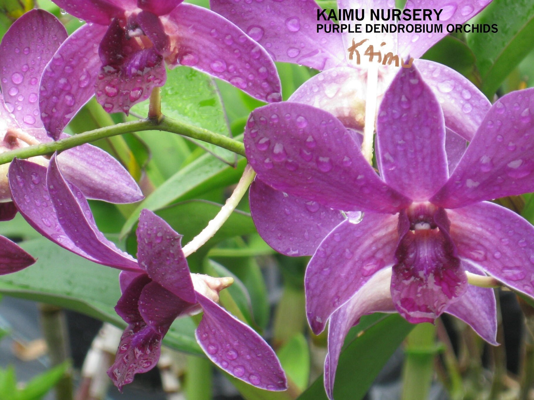 HAWAII ORCHID FLOWERS Etsy