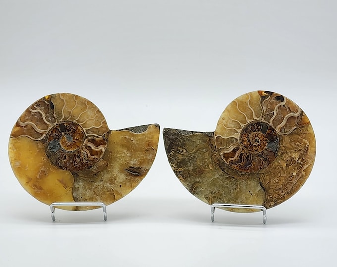 Ammonite Fossil Set: Cut Pair, Prehistoric Artifact (10.9 oz, 4.43x3.56 inches)