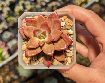 Graptopetalum paraguayense, 2'' pot