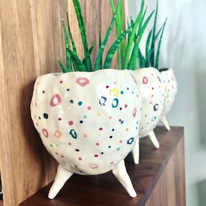 The Spotty Dotty Collection - Rainbow colours. Ceramic, succulent pot, cactus pot, plant pot, home studio pottery, home decor pinch pot.