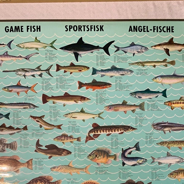 27”x40”MCM Danish Laminated Deep Sea Fish Scientific Species Aqua Poster Large Original Vintage Weighted Scandinavian Decor Fishing Yearbook