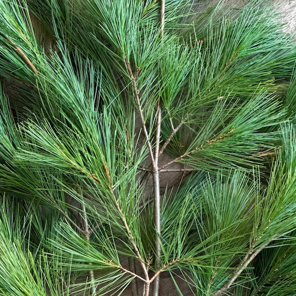 Fresh White Pine Boughs