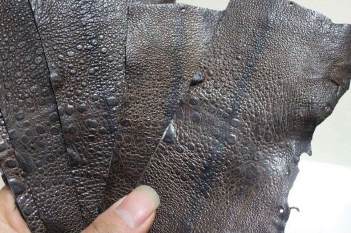 2pcs Mini size multicolored Cane Toad Skin Toad leather Etsy