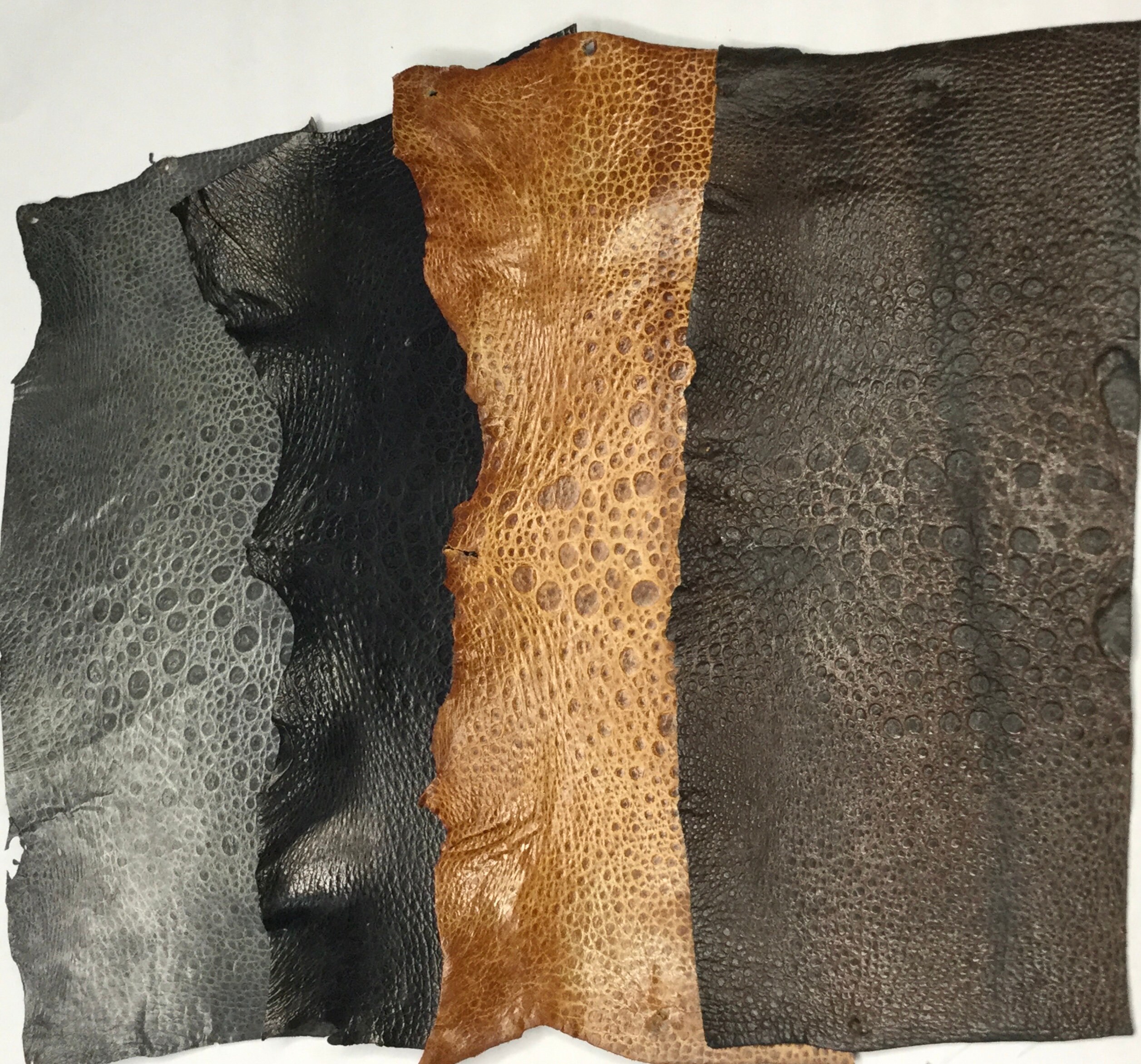 Genuine TOAD Bullfrog Skin Piece Leather Craft Supply Cutting Mini ...