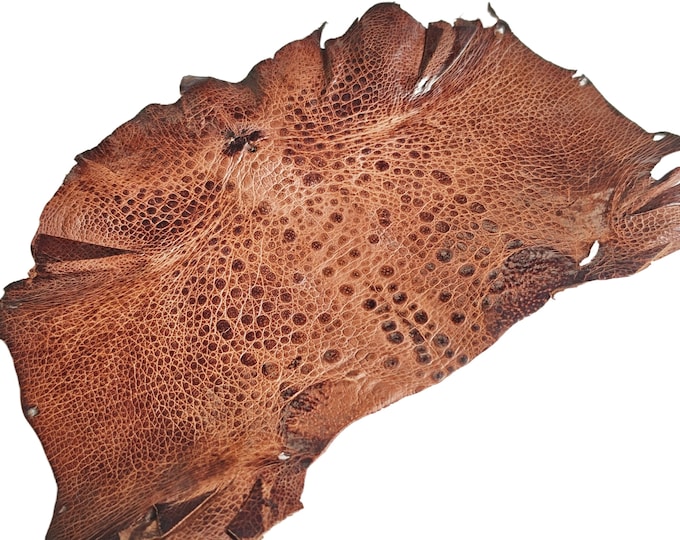 Brown Genuine TOAD Bullfrog Skin Leather Small Hide - Etsy