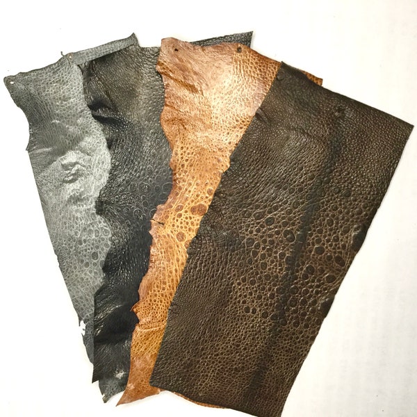 Pièce de peau de crapaud ouaouaron véritable en cuir pour artisanat, échantillon de découpe