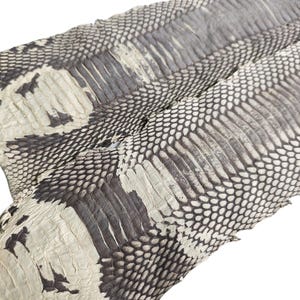 May include: Close-up of several pieces of snake skin. The skins are primarily white and gray, with a scale pattern. The skins have a natural texture and are likely used for crafting or fashion.