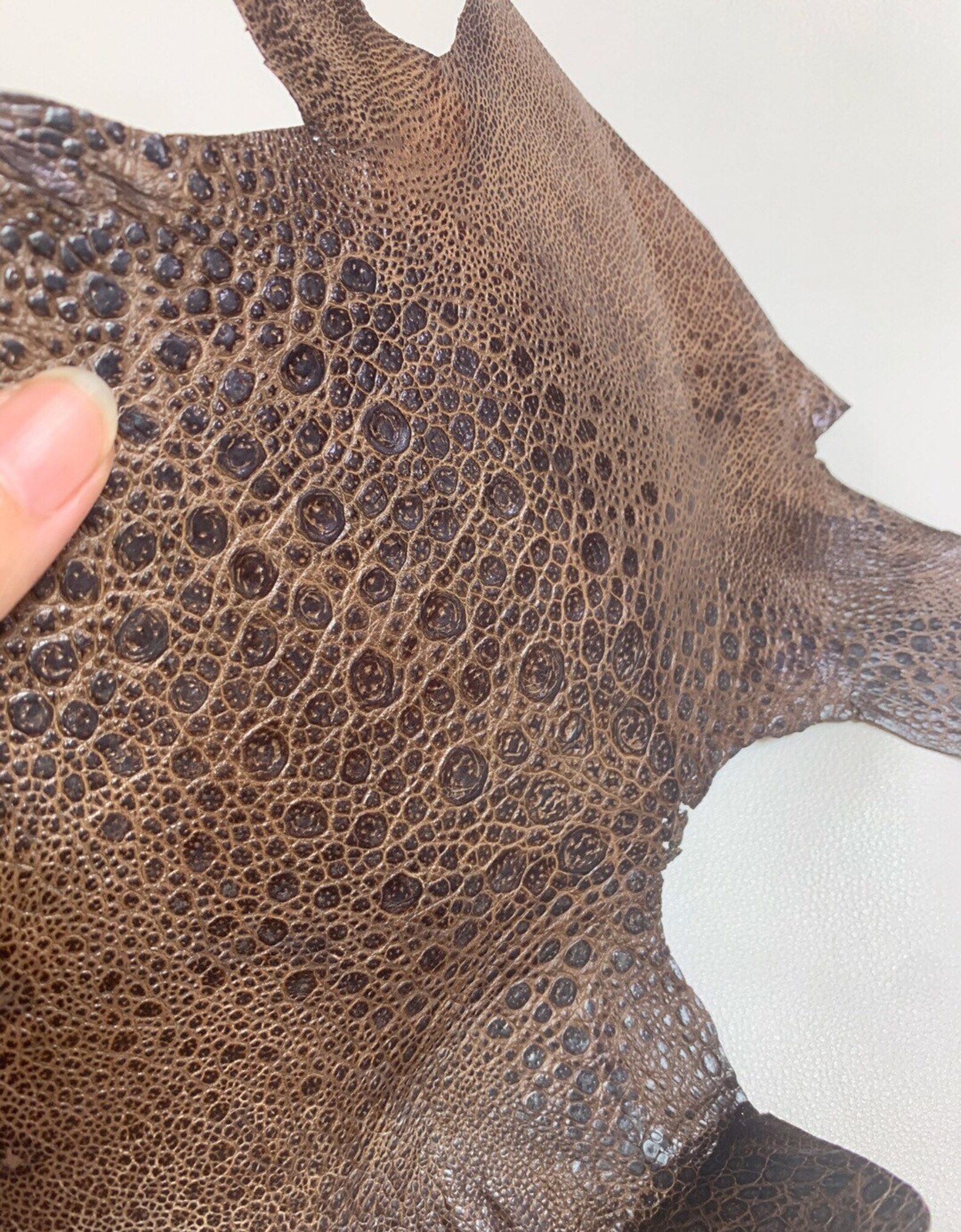 Brown Cane Toad Skin Toad leather Etsy