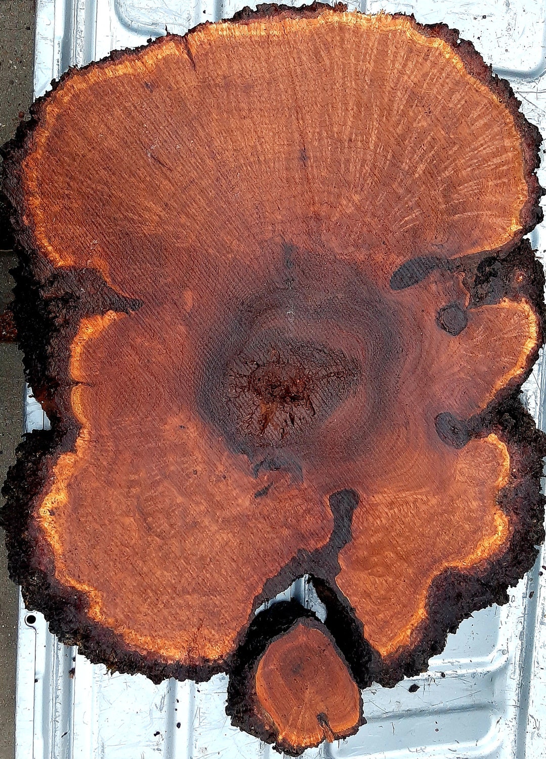 Russian Olive Burl Wood Slabs. Etsy