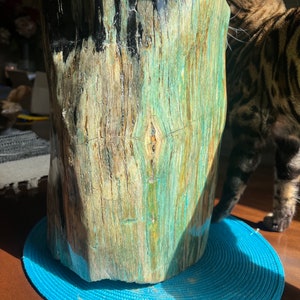 petrified wood stump agatized