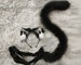 kitten Black Ears-Cosplay Cat Ear-Cat Ears With Bow-Cosplay Ear-Anime Cosplay-Cat Head Band, Cute Ears-Handmade-Halloween-Lolita-party ears 