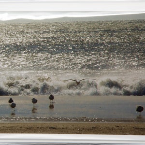 Coney Island beach seagulls