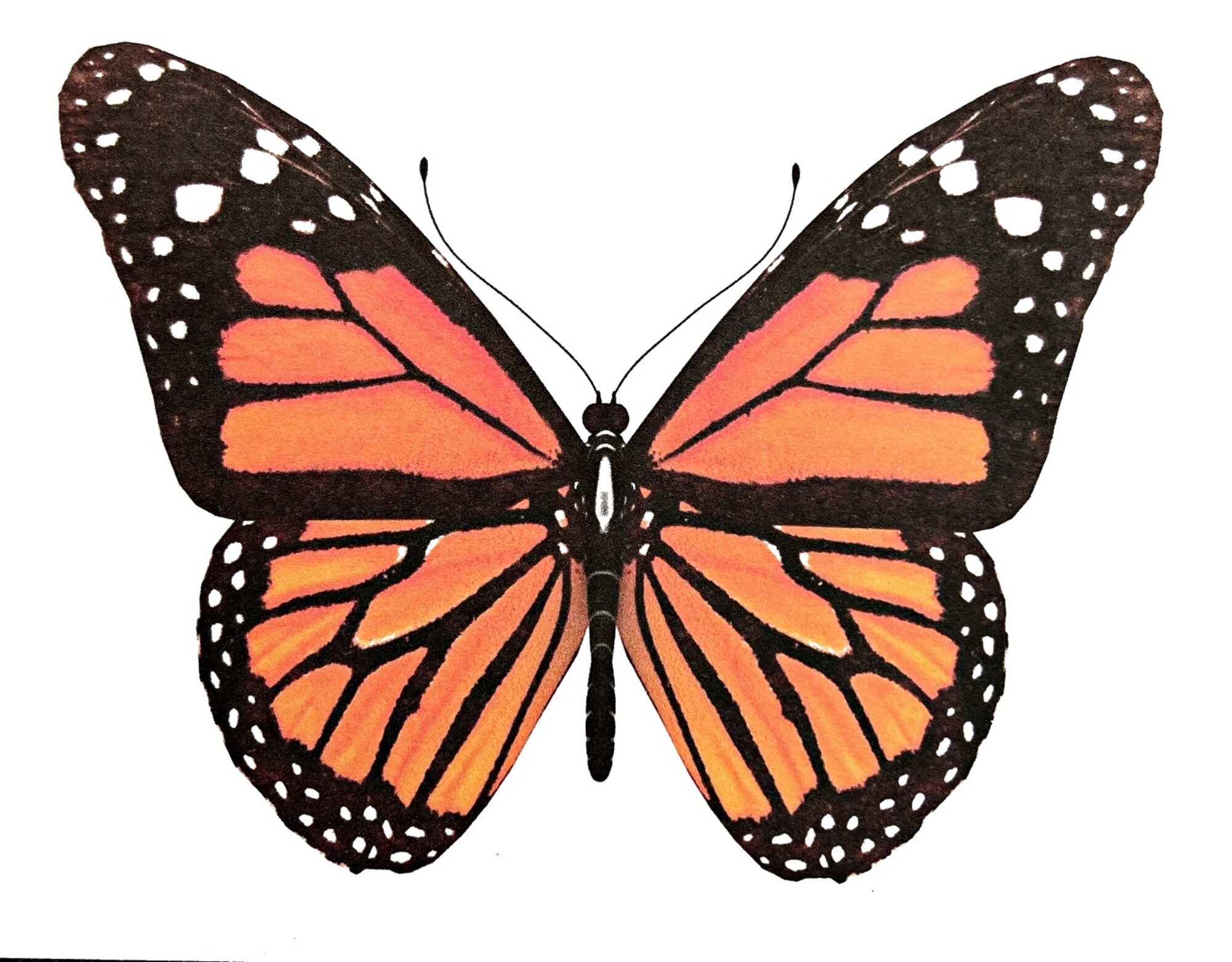 Butterfly Cards Monarch Set of 10 Blank Cards With Matching Envelopes ...