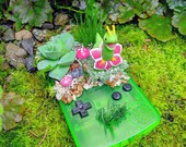 Meganium (メガニウム) Leaf Green Gameboy Color Succulent Planter Pokemon Terrarium