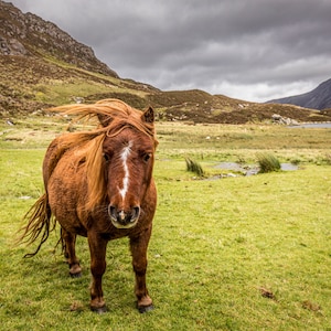 May include: A brown and white pony with a long mane stands in a grassy field with a lake and mountains in the background.