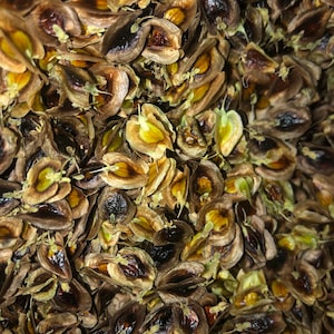 Rhubarb Seeds (qty 100)