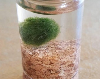 Micro Marimo Aquarium