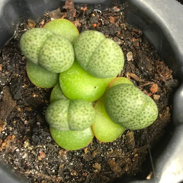 Pleiospilos nelii (Split Rock) Seeds