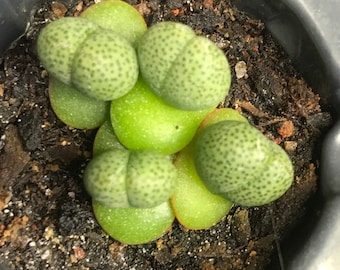 Graines de Pleiospilos nelii (roche fendue)