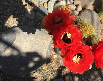 Helianthocereus grandiflorus Cactus Seeds