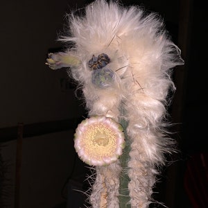 Pilosocereus cephalocereus palmeri Kaktus Samen