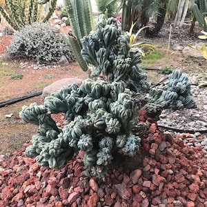 Cereus forbesii monstrose Cactus Seeds