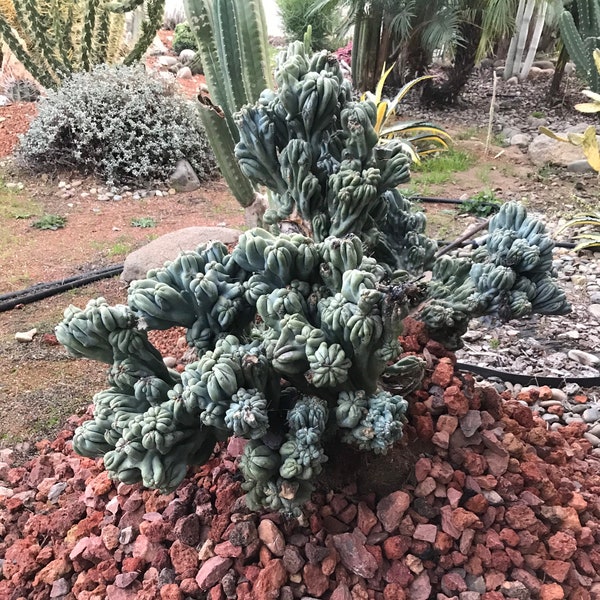 Cereus forbesii monstrose Cactus Seeds