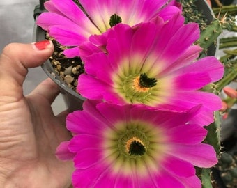Echinocereus pentalophus cactus - large purple-pink blooms