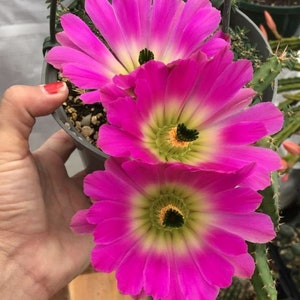 Cactus Echinocereus pentalophus: grandes flores de color rosa púrpura.