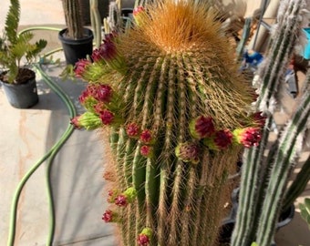 Neobuxbaumia polylopha Cactus Seeds