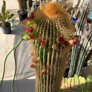 Neobuxbaumia polylopha Cactus Seeds