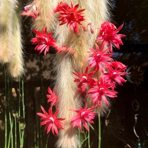 Hildewintera colademononis Monkey Tail Cactus Seeds Super Furry Hybrid Fresh November 2023 Seeds California Desert Grown image 2