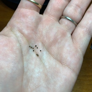 Gymnocalycium andreae Cactus Seeds