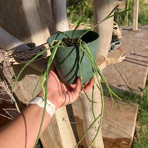 Sarcostemma viminale – Rare Rooted Trailing Succulent