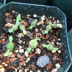 Euphorbia obesa Cactus Succulent Seeds High Germination Rate image 1