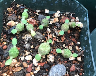 Euphorbia obesa Cactus Succulent Seeds - High Germination Rate