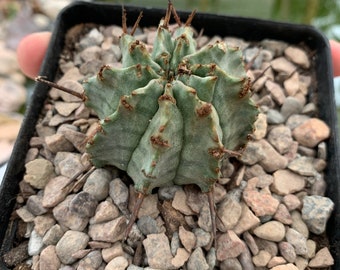 Euphorbia horrida hybrid