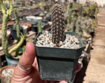 Setiechinopsis mirabilis- night blooming- seed grown