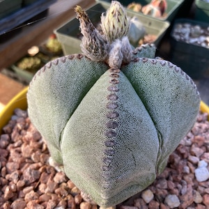 Semillas de cactus Astrophytum myriostigma