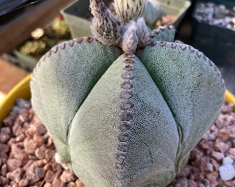 Peut inclure: Un cactus vert avec du duvet blanc et des taches brunes, avec deux boutons sur le dessus, assis dans un pot jaune rempli de petites pierres.