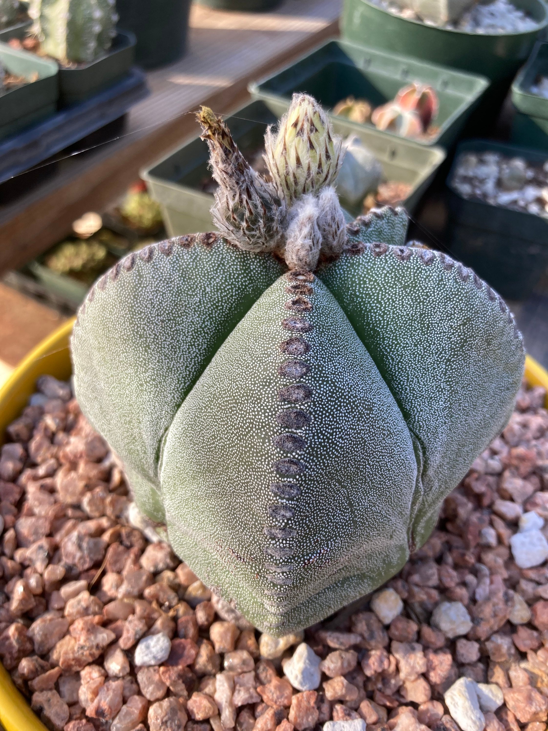 Cactus Astrophytum - Etsy